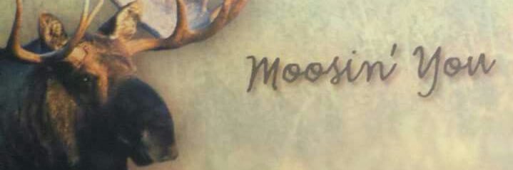 eel banner