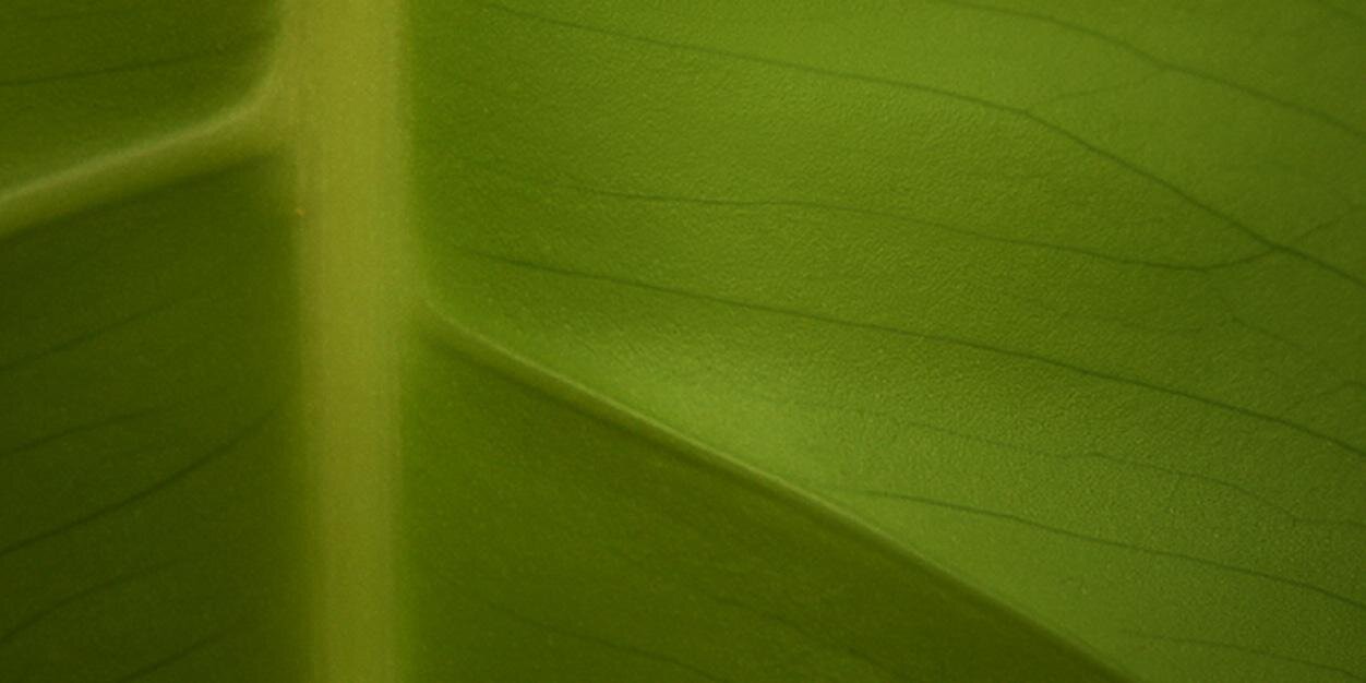 yerbasalud's profile banner image