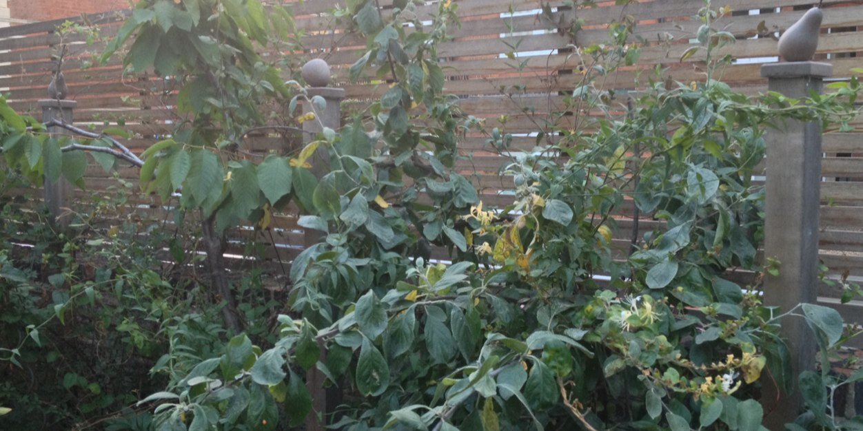 Alice Atkinson banner