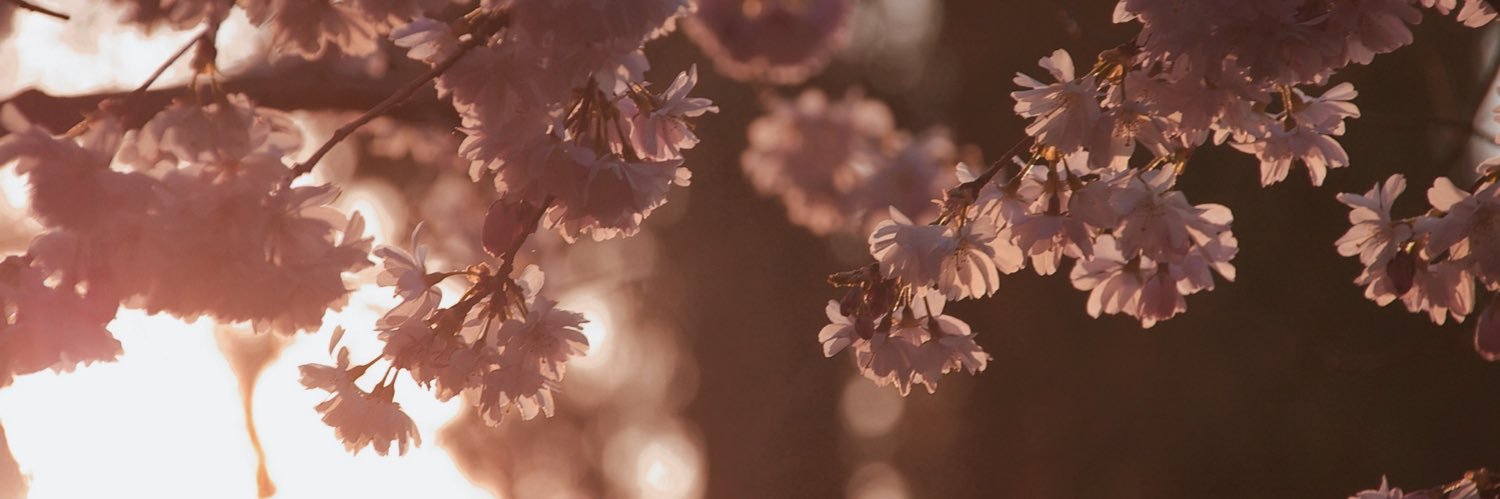 beecupz's profile banner image