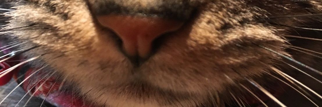 asobinikitapi's profile banner image