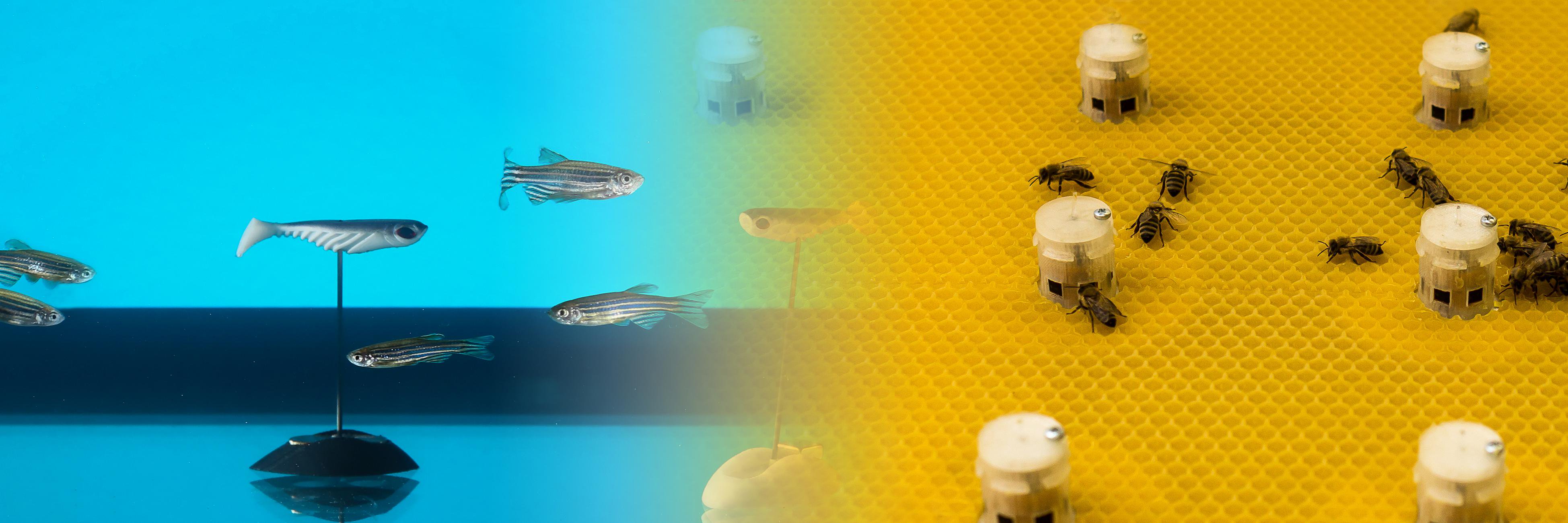 AssisiEU's profile banner image