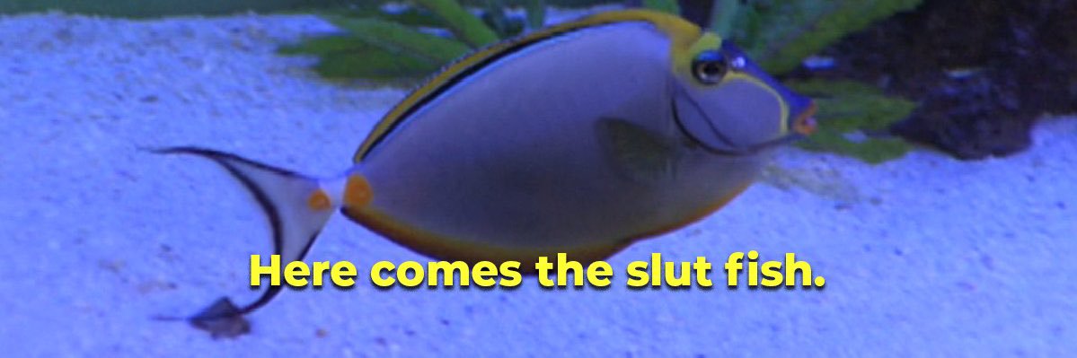 redheadvettech's profile banner image