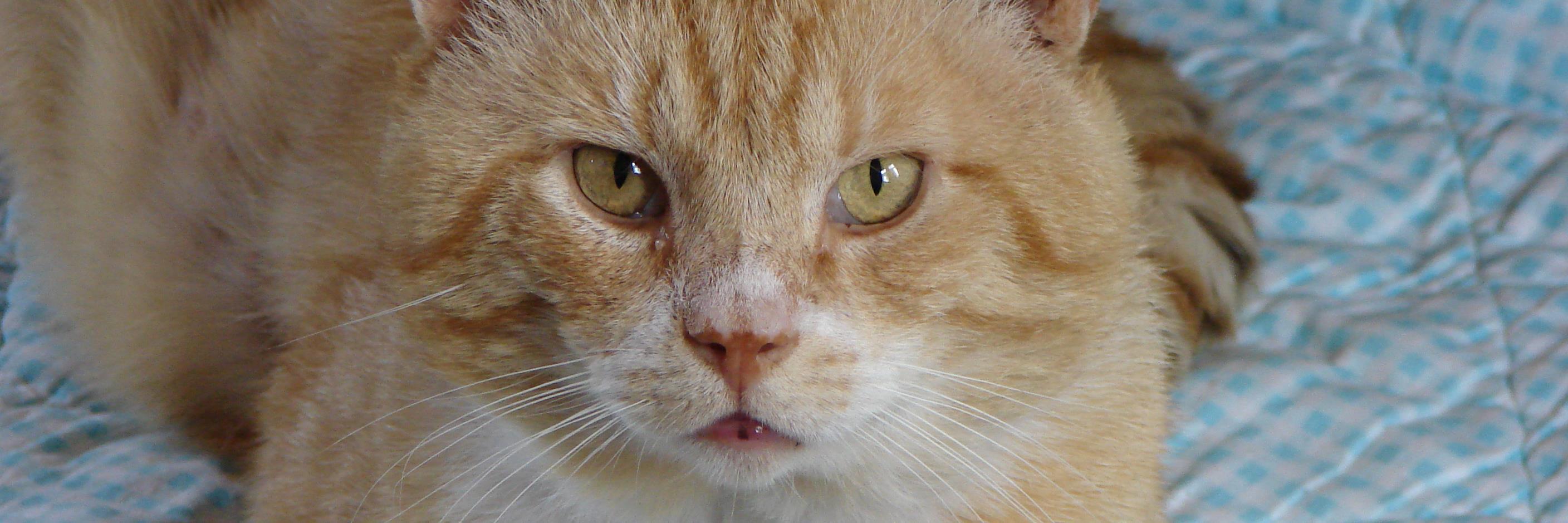 pieptweeter's profile banner image
