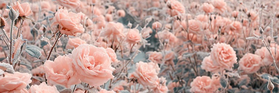 lissyeverafter's profile banner image