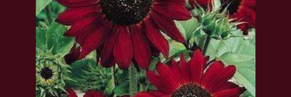 PROMETEO55's profile banner image