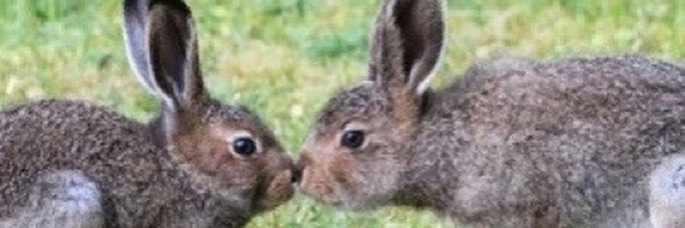 Justbun21's profile banner image