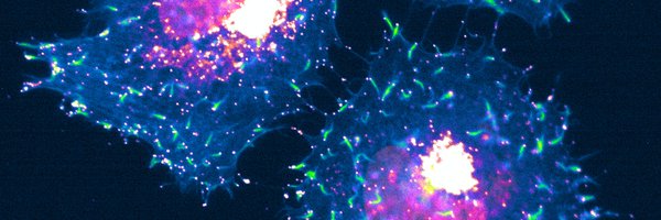 AmoXu Profile Banner