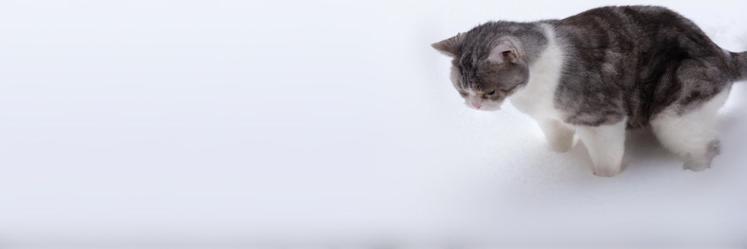MrSammyBridge's profile banner image