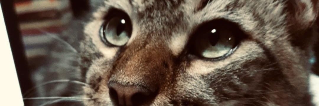 Luli_Albuerne's profile banner image