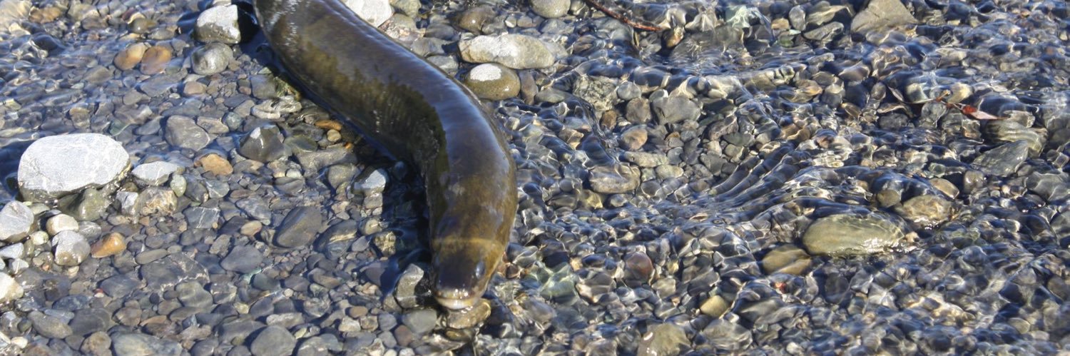 Rangitāne o Wairarapa banner