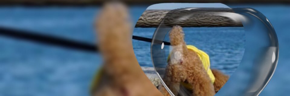 shippomarche's profile banner image