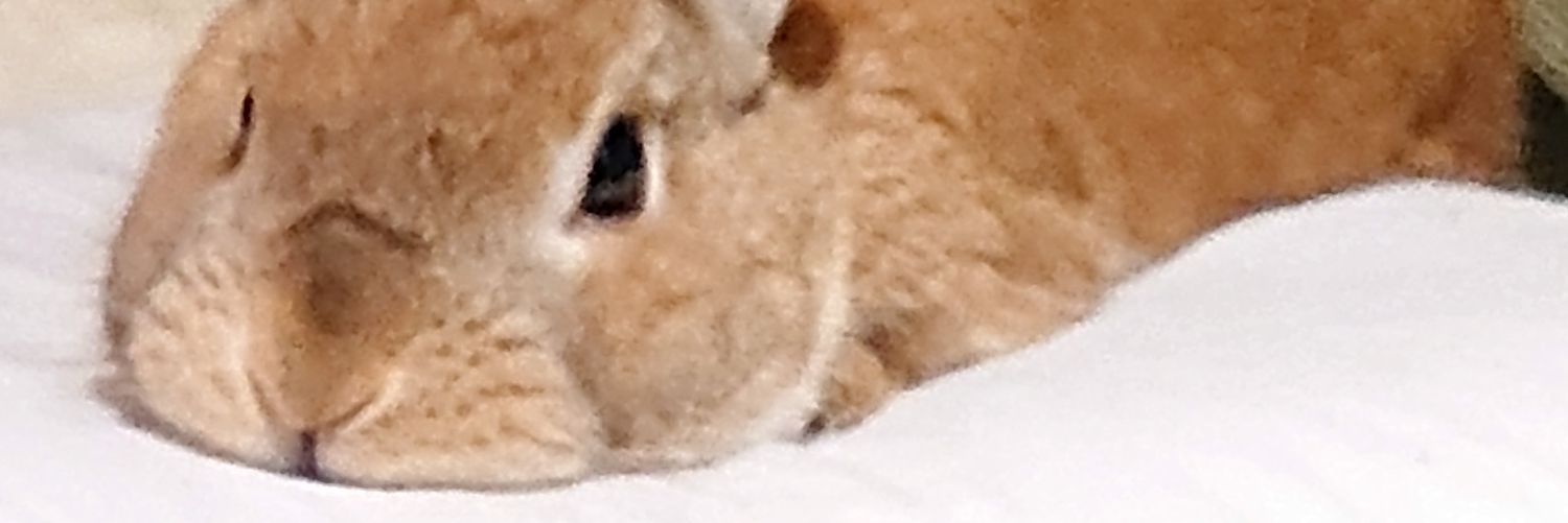 YuiRachel's profile banner image