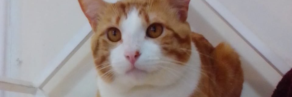 eslizeth's profile banner image