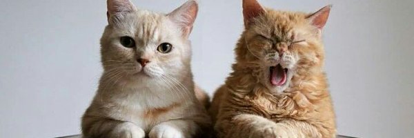 Malditawithahe4 Profile Banner