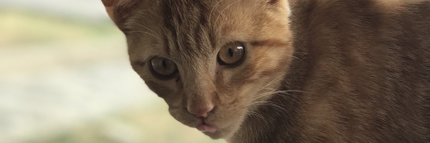looullette's profile banner image