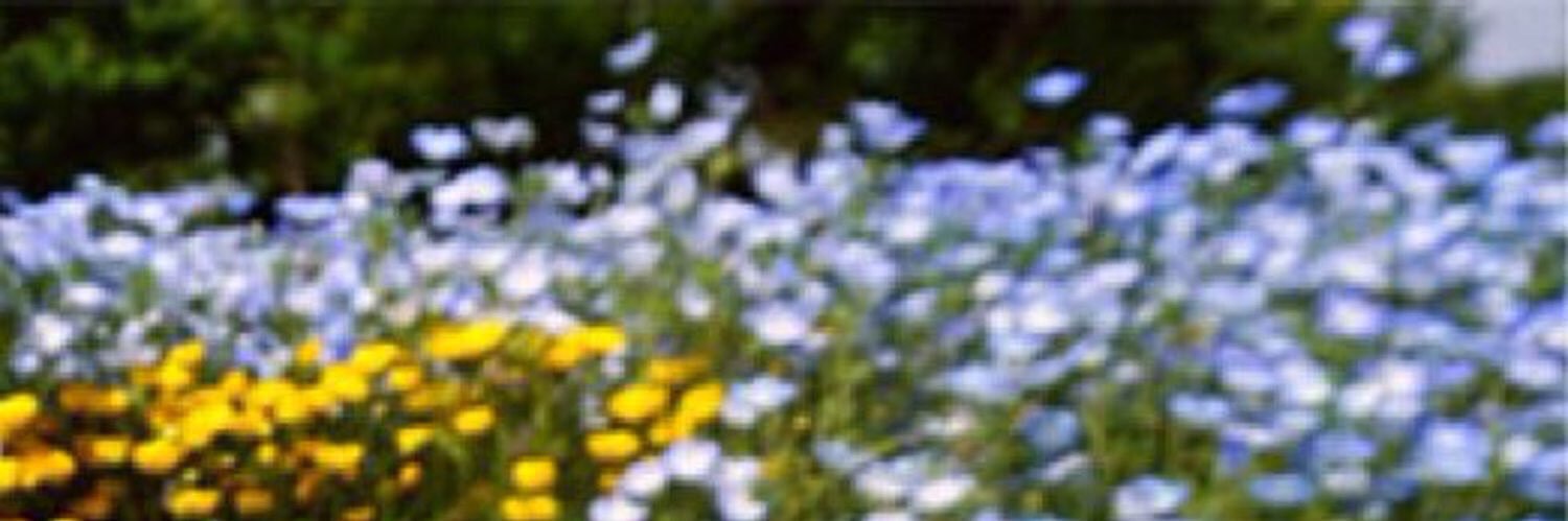 saddogfan's profile banner image