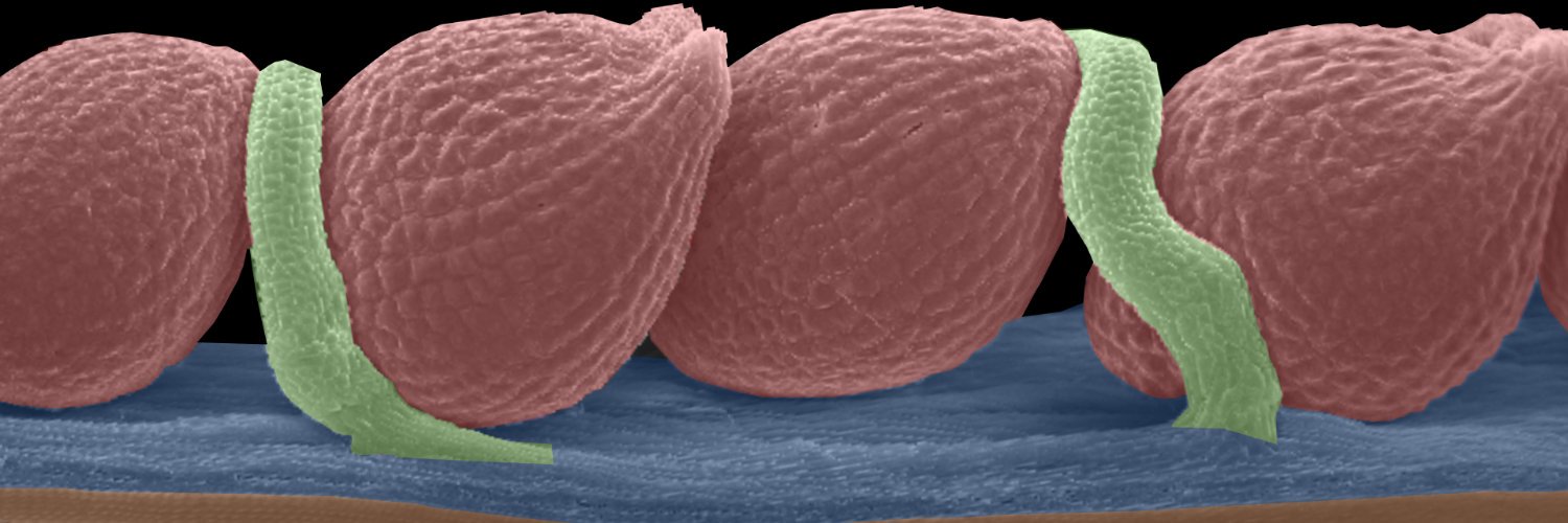 Colombo Lab PlantDev UNIMI banner