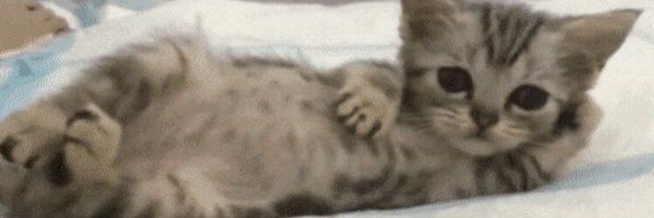 auralia banner