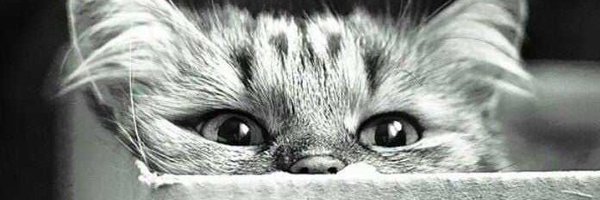 TheMrsFed1 Profile Banner