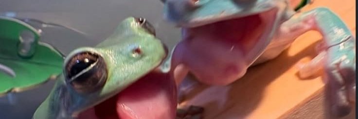 kelimr_'s profile banner image