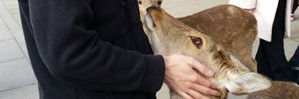 Cryshulvo Profile Banner