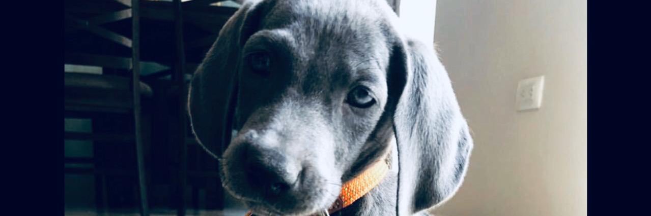 manuelpds1's profile banner image