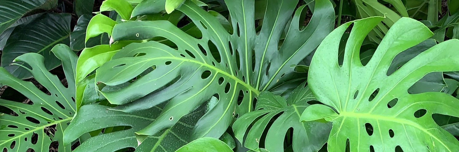 PlantingMay's profile banner image