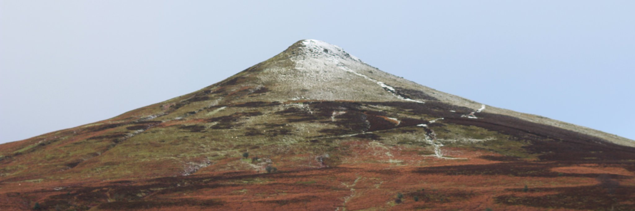 Donald Forrester banner