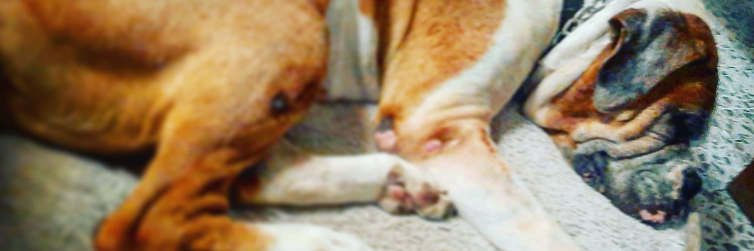 FIFIOSS's profile banner image