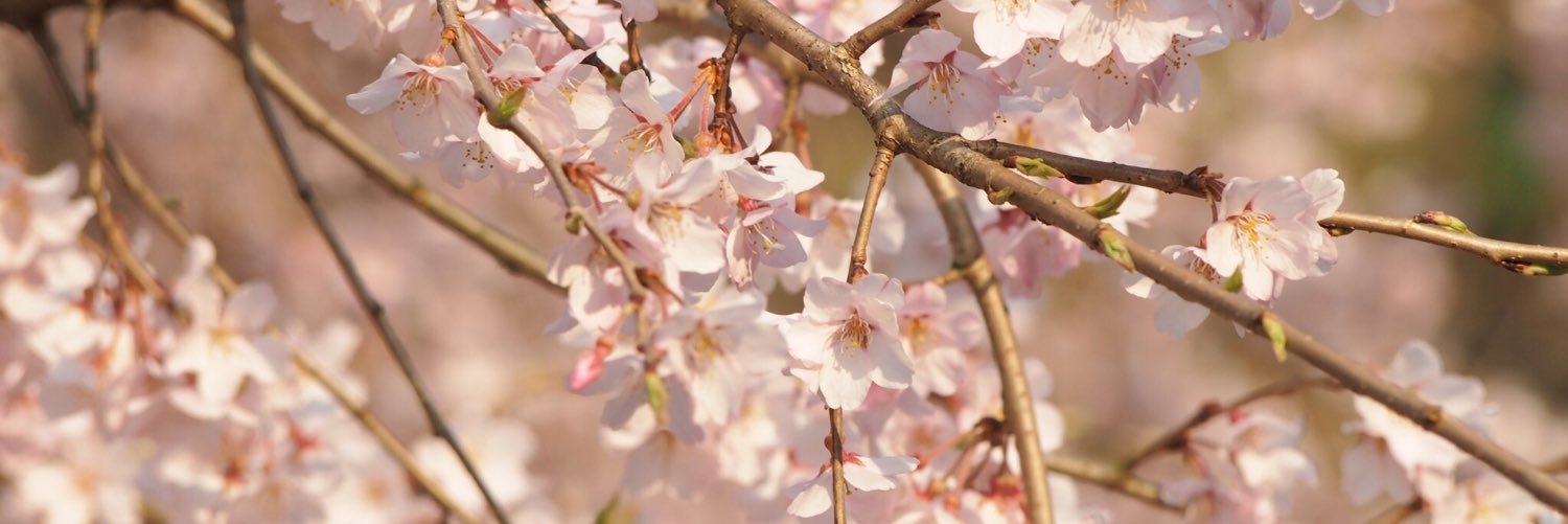 Fooooming's profile banner image