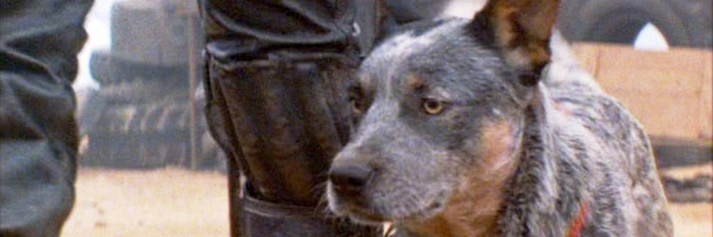 BenCap 🇩🇪 🇮🇹 banner