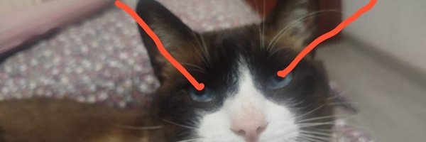 calcetascumea2 Profile Banner