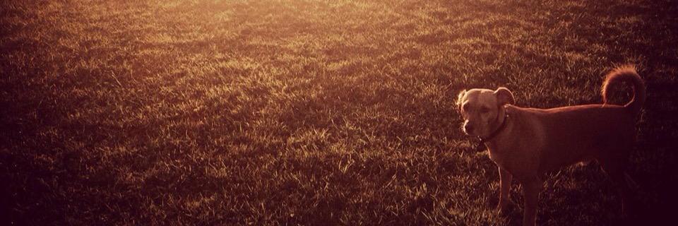 razbliut's profile banner image