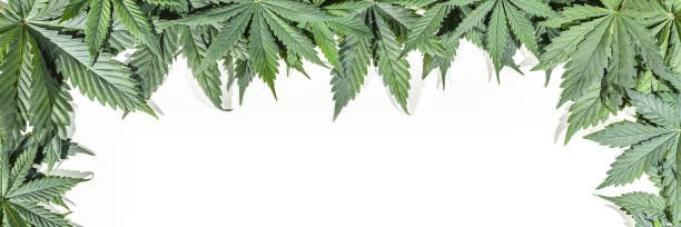 RemediesBloomin's profile banner image