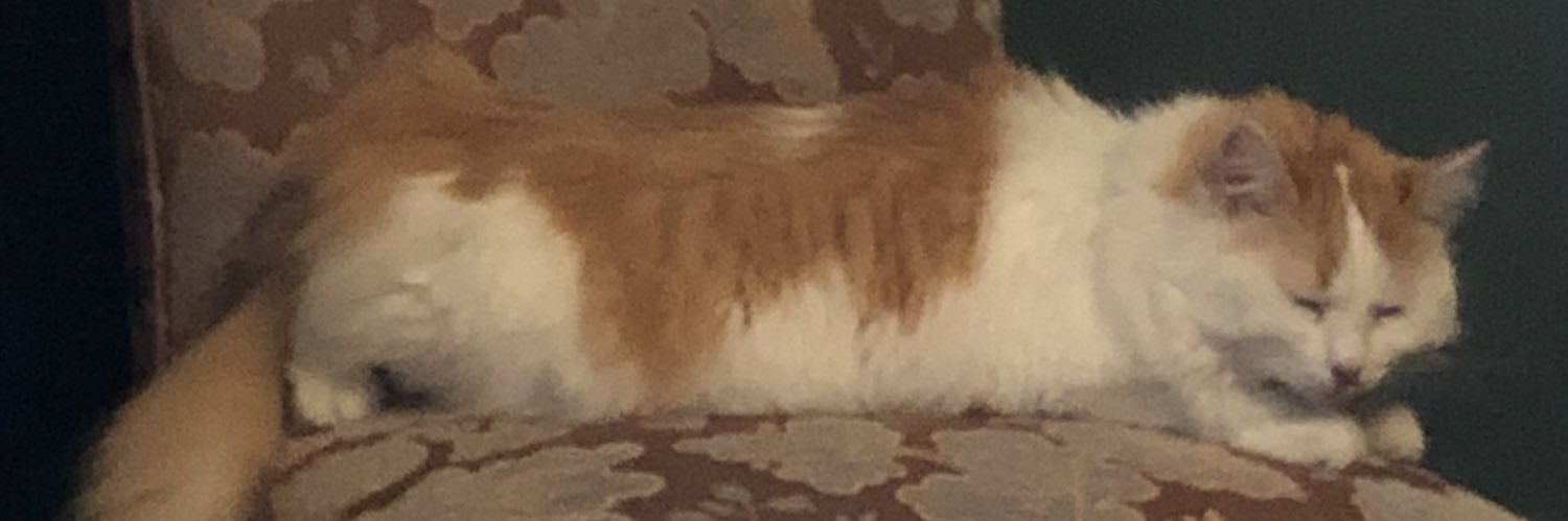 aleece banner