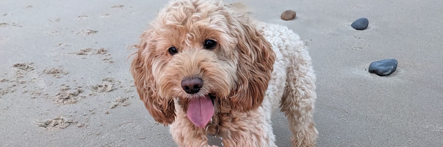 Steve ketteringham banner