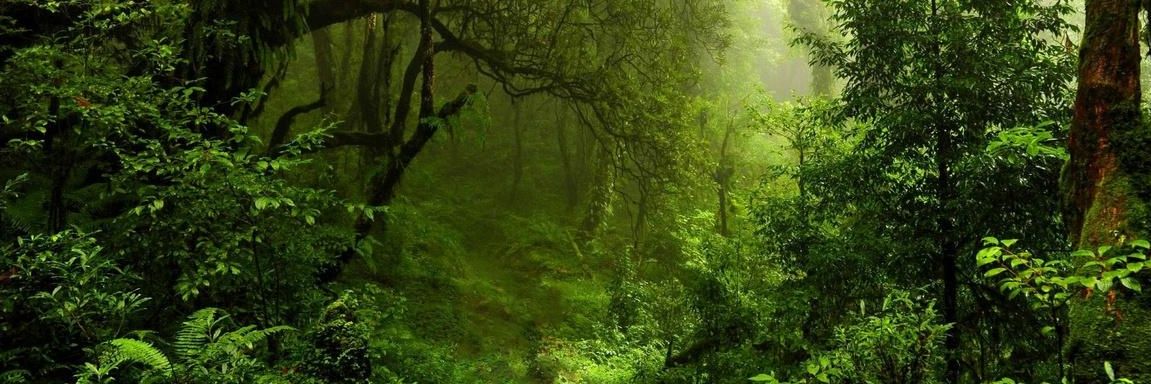 lesnaya_deva's profile banner image