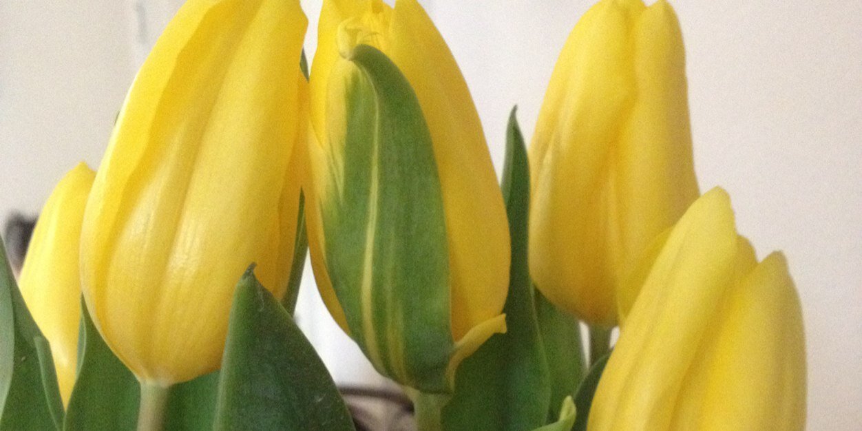 LookingForAns3rs banner