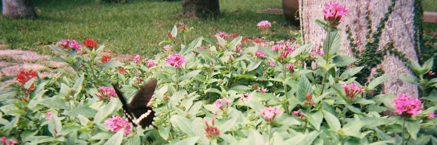 ( ´ワ` )ｶｻﾏ(33)🌺🐰 banner