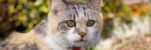 wringbeans's profile banner image