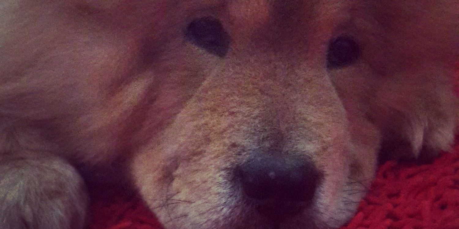 ycgnleo's profile banner image