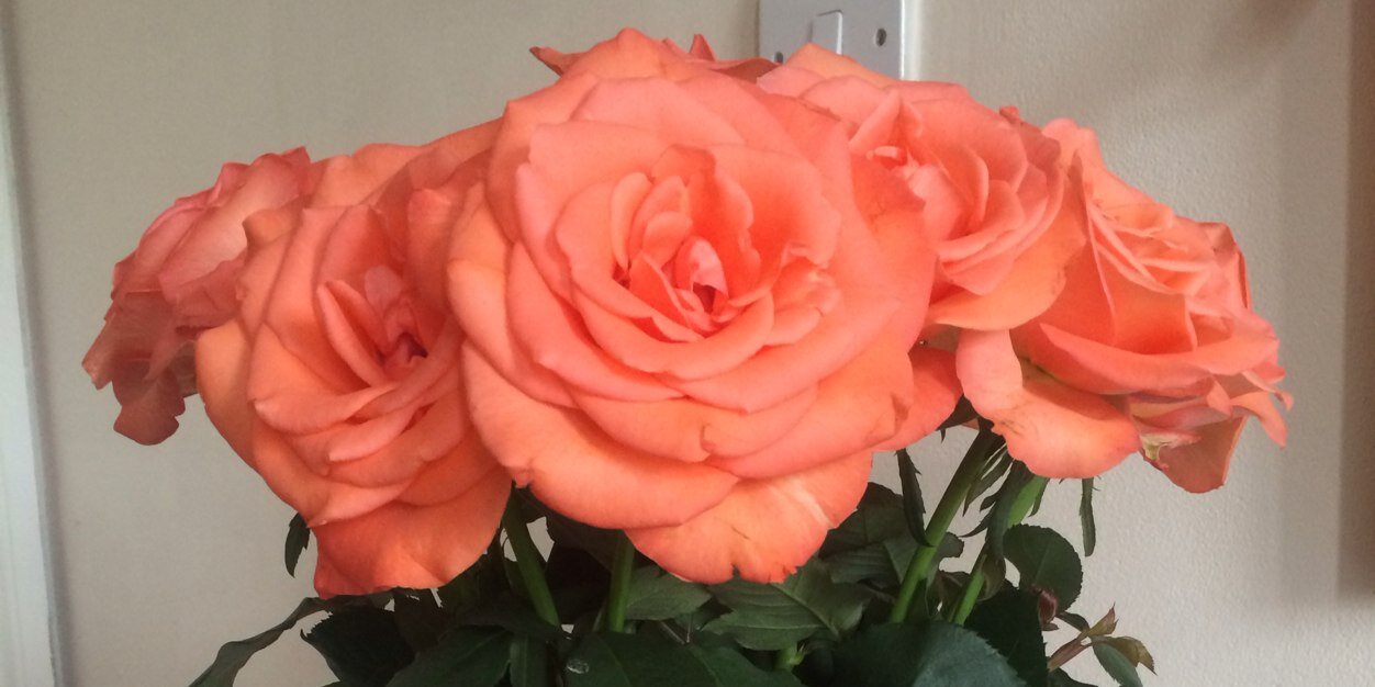 Mimi_Wilson's profile banner image