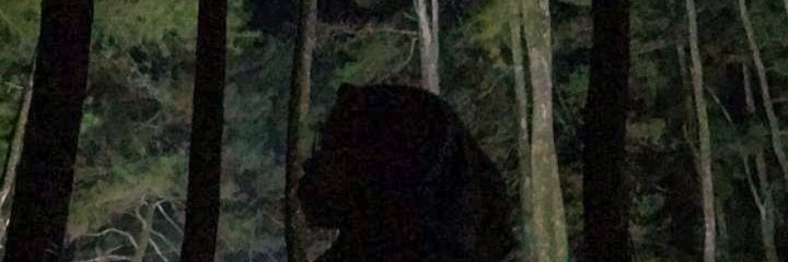 nehasnh's profile banner image