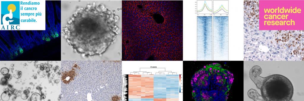 Fulvio Chiacchiera banner