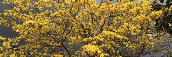 bujsha Profile Banner