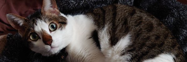 le0xask Profile Banner