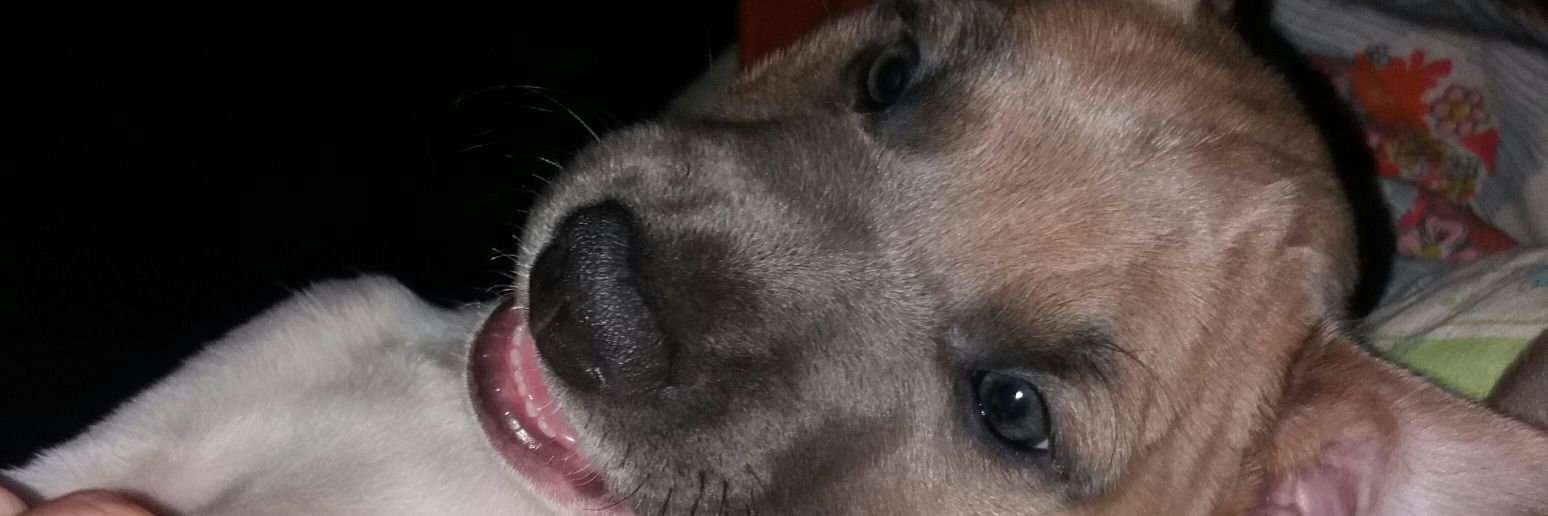 pipaamarillo's profile banner image