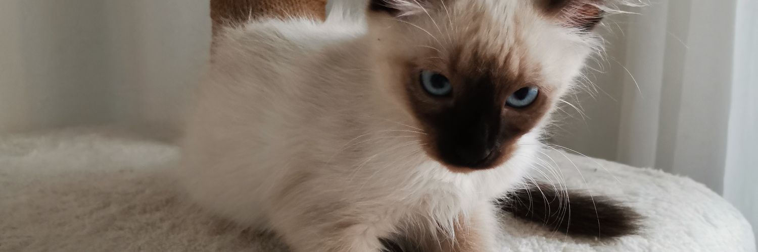 marceladuchess's profile banner image