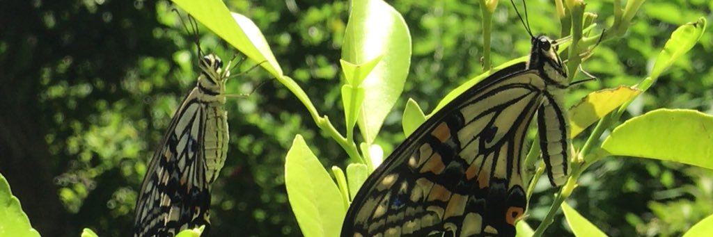 cocopiyo's profile banner image
